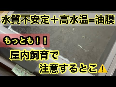 (メダカ)屋内飼育の注意すること、それは油膜