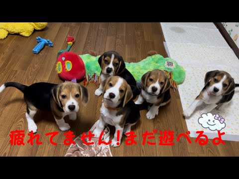 [ビーグル]体力王の子犬たち(コマ)