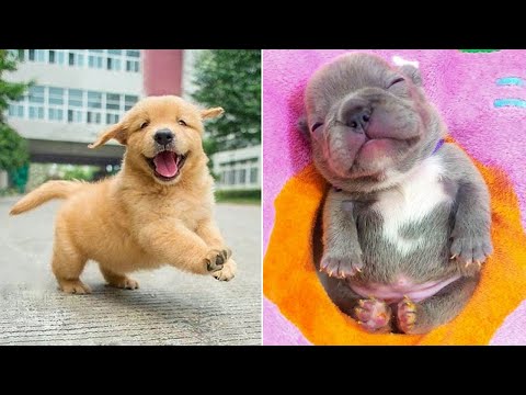 Baby Dogs 🔴 Cute and Funny Dog Videos Compilation #17 | 30 Minutes of Funny Puppy Videos 2021