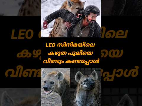 ലിയോ യിലെ കഴുതപ്പുലിയെ വീണ്ടും കണ്ടപ്പോൾ#leo #hyena #shorts #shortsfeed #shortsvideo