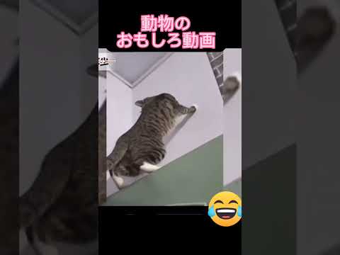 可愛いハプニング映像