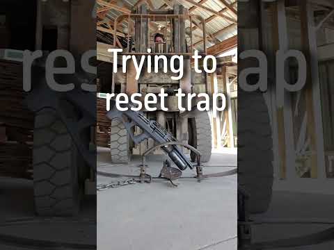 Air Rifle VS Bear Trap! #airgunning #airgun #gun #airgunhunting #hunting #trap #shooting #shorts