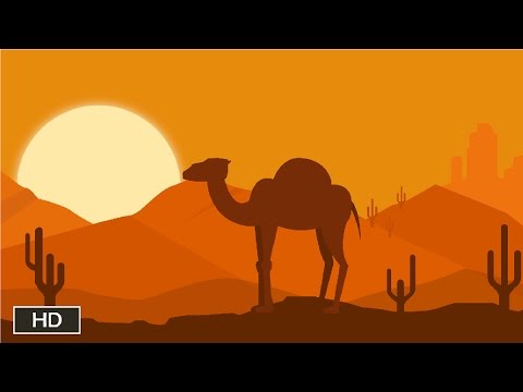 Where do camels store water?