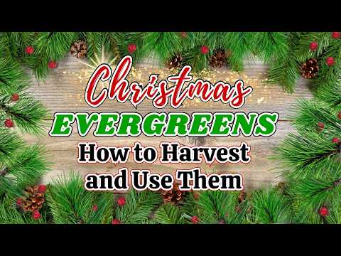 BEAUTIFUL Fresh Evergreens For Christmas Decor, How to forage and take care of them once home