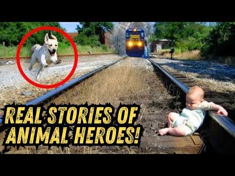 20 Real-Life Stories About Animals Saving Humans