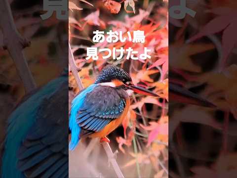 青い鳥(ザ.タイガース)を見つけたよ #music #song #青い鳥  #沢田研二 #ザタイガース #osaka #japan #jpop #カワセミ #2024  山田池公園 枚方市 大阪府