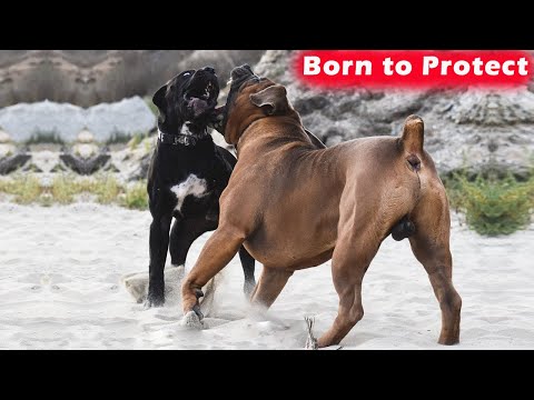 THE AFRICAN BOERBOEL - THE STRONGEST BREAD FROM AFRICA