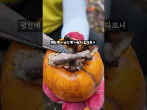 감, 곶감 만들기 / persimmon, countryside #shorts #곶감 #persimmon