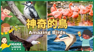 5 AMAZING BIRDS for Kids in CHINESE 5種特別的鳥 🐦  | 啄木鳥 老鷹 紅鶴 鵜鶘 烏鴉 | ANIMALS in Chinese 動物中文