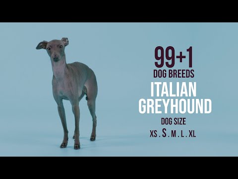 Italian Greyhound