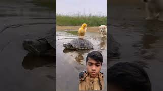 #dog #ducklinglu #pets #cute #animals #puppy #viralvideo #funny #lovelylife #beautifulllife