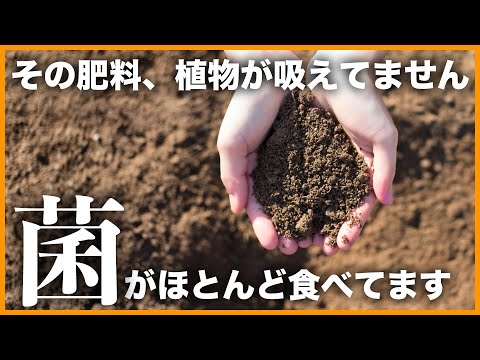 【やっとわかった!】土壌微生物基礎講座【糸状菌・細菌・放線菌・バチルス・光合成細菌・納豆菌・酵母菌・菌根菌他】