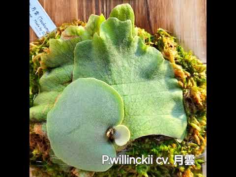 P.willinckii cv. 月雲