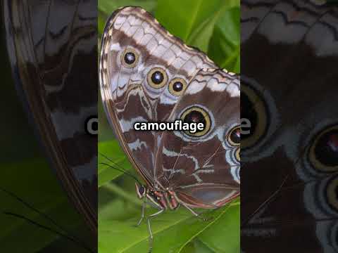 The Blue Morpho Butterfly! #youtubeshorts #nature #animals #didyouknow #learning #explore #amazing