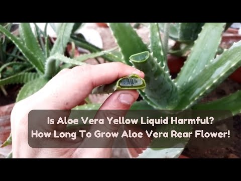 What's Hiding in Your Aloe Vera Plant? You Won't Believe!