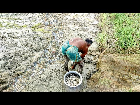 এভাবে পুঁটি মাছ ধরা আমি জীবনে দেখেনি| Amazing Fishing Video in village