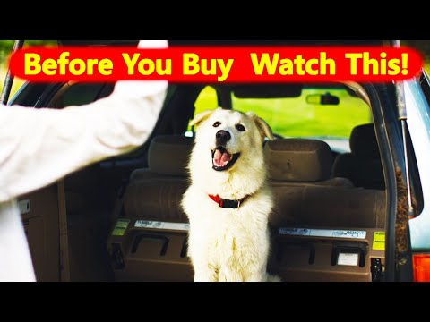 Maremma Sheepdog Breed 7 Facts To Know Before Buying