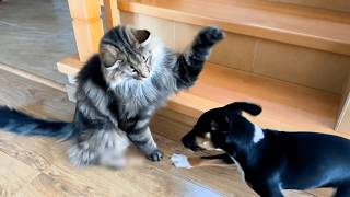 Cats VS. Dogs 💥 | Hilarious Cat & Dog Video Compilation