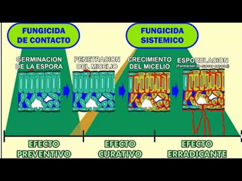 Como Actúan los Plaguicidas en la Planta y en el Suelo.