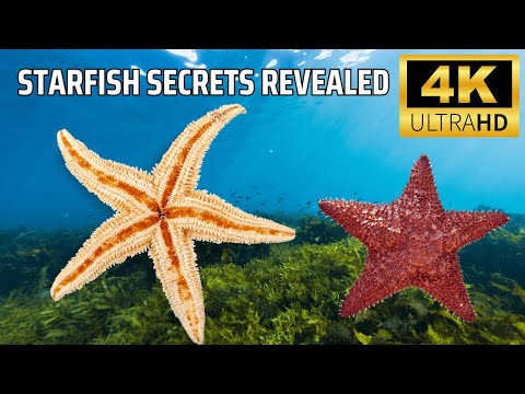 Starfish Secrets Revealed: Mysteries of the Ocean’s Five-Armed Wonders!