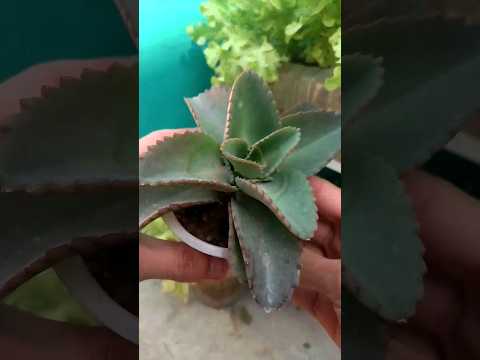 How To Propagate Mother Of Thousands Rear Flower 🌸 #viralshort