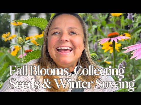 The Most Beautiful Blooms, Easy Seed Collecting Tips & MY BIG IDEA Part 1 |  The Southern Daisy