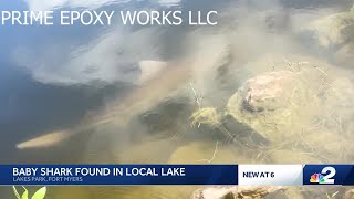 Baby bull shark caught on camera swimming at Lakes Park in Fort Myers