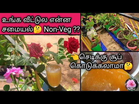 செடிகளுக்கு அசுர வளர்ச்சி தரும் அசைவ சூப்/Non veg soup for growing plants