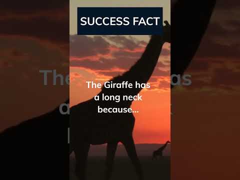 🤩🦒 The Giraffe: A Towering Symbol of Success #GiraffeFacts #SuccessMastery