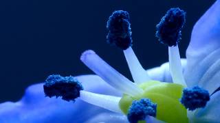 Blue Flowers Blooming Timelapse | XO artworks