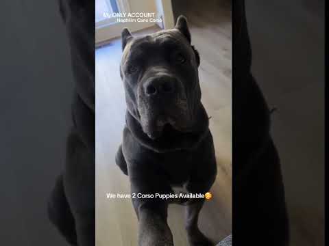 #canecorso #italianmastiff #canecorsolovers #canecorsopuppies #largebreed #bluecanecorso