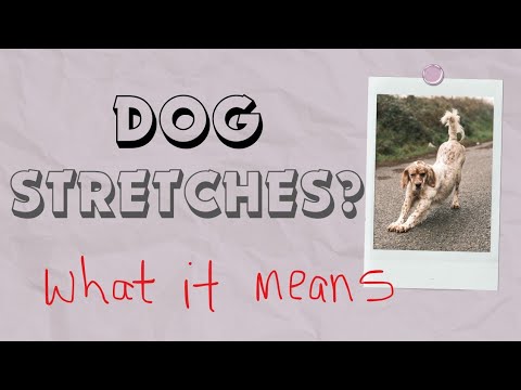 Why Does Your Dog Stretch When It Sees You? 🐶