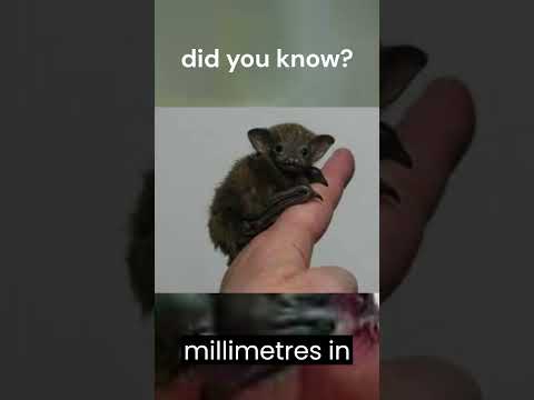 Unveiling the World's Tiniest Mammal  #facts #amazingfacts #shorts #bee