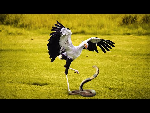 African Snake Killer: The Secretary Bird