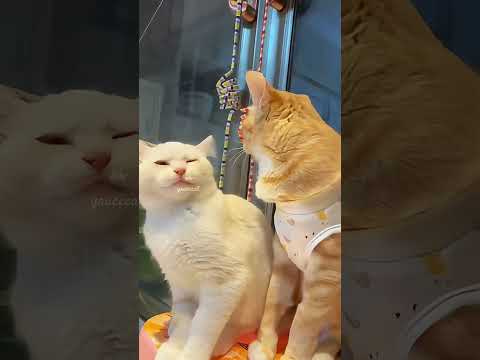 なんでまた噛むの？Why are you biting me again?#猫たち不思議な瞬間動画The mysterious moments of cats#cutest cat couple