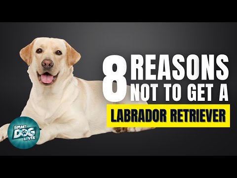 8 Reasons Why You SHOULD NOT Get a Labrador Retriever