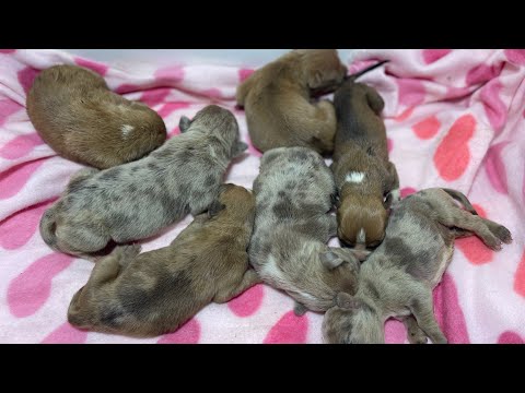 Newborn merle bully puppies