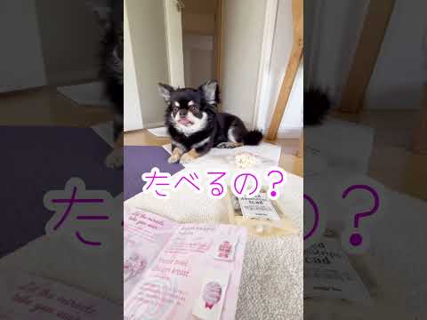 食べる？とおやつに弱いうちのブラックタンチワワ#shorts #チワワ #dog #chihuahua #pets #cutedogs #funnydogs