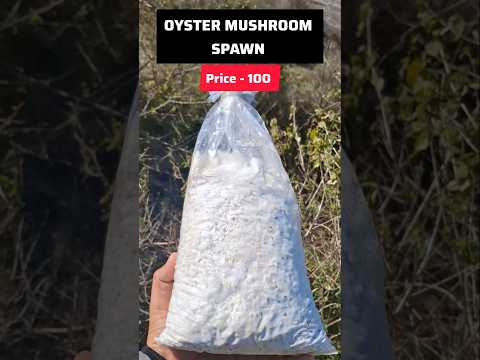 Oyster mushroom Spawn Mushroom seed Dhingri mushroom spawn unboxing #shorts #ytshorts