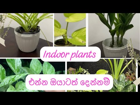 Indoor plants ඔන්න ඔයාගේ ගෙදර කාමරයේ  සාලාවේ පිරිසිදු වාතය හදාගන්න මගෙන් ඔයාට#indoorplants#youtube 🪴