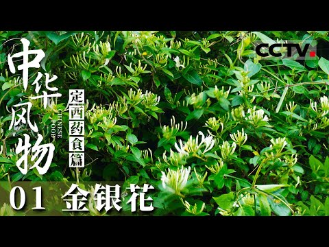 《中华风物》01 金花银花的传奇：从姐妹花到治病花 村民们的“热毒病”救星！——定西药食篇【CCTV纪录】