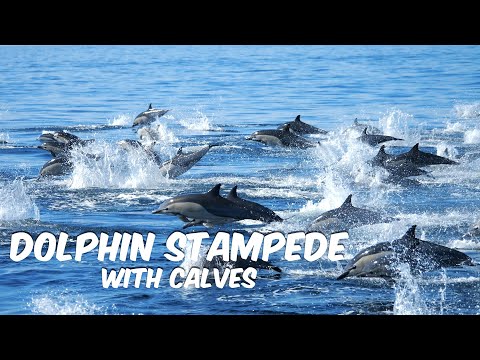 Dolphins (Including Calves) Stampede 🐬