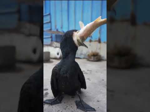 Cormorant eating a 50 cm carp #birds #cormorant #wildlife