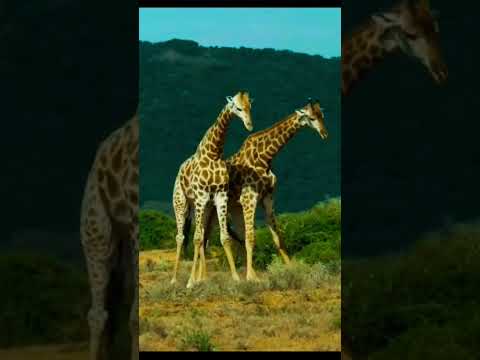 "Giraffe Battles: The Art of Necking" #junglewildlife #facts #fascinatingwildlife