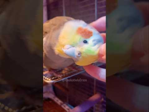 Cute Cuddly Moments 🥰 #pets #cockatielscraze #birdscharm