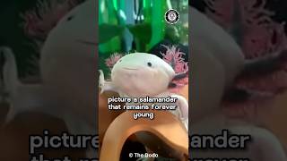 The Animal that can REGROW its Brain 🧠 and Heart ♥️ 🤯 #animal #animals #axolotl