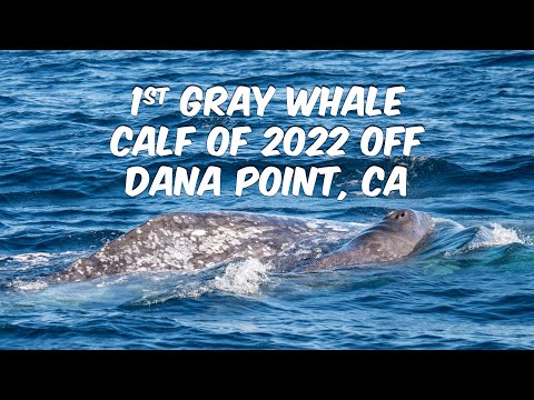 CUTE Baby Whale! | First Gray Whale Calf of 2022 off Dana Point, CA