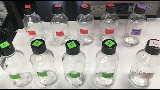 UF/IFAS Evaluating Mosquito Insecticide Resistance Testing Using CDC Bottle Bioassay Kit Webinar