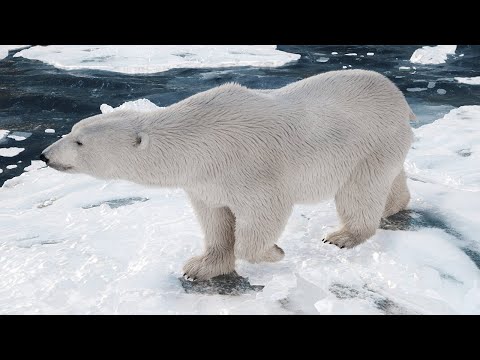 Untold Myths About Polar Bears/Marine Mammals Video 2022