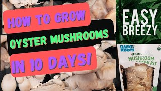 How to grow Oyster Mushrooms | Back to the Roots mini mushroom grow kit